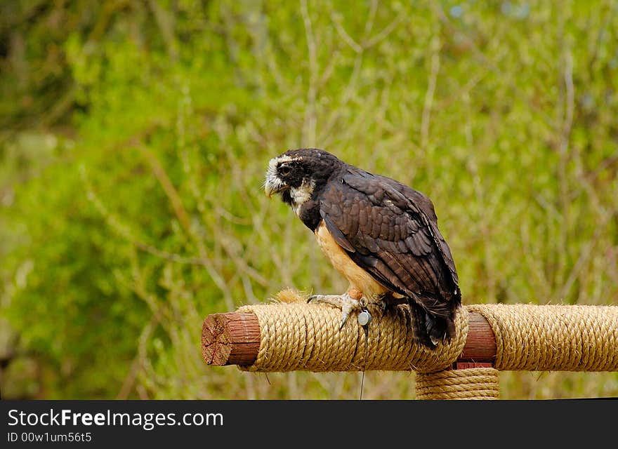 Portrait of Spectacles Owl with bush as background. Portrait of Spectacles Owl with bush as background