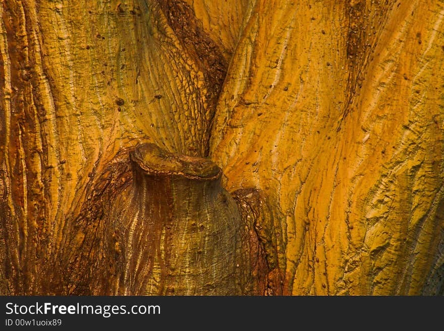 Awesome tree texture located at lombok, indonesia