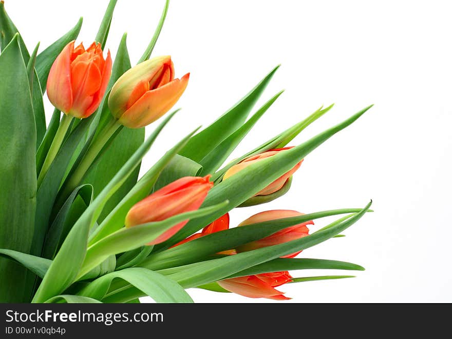 Beautiful tulips on white background