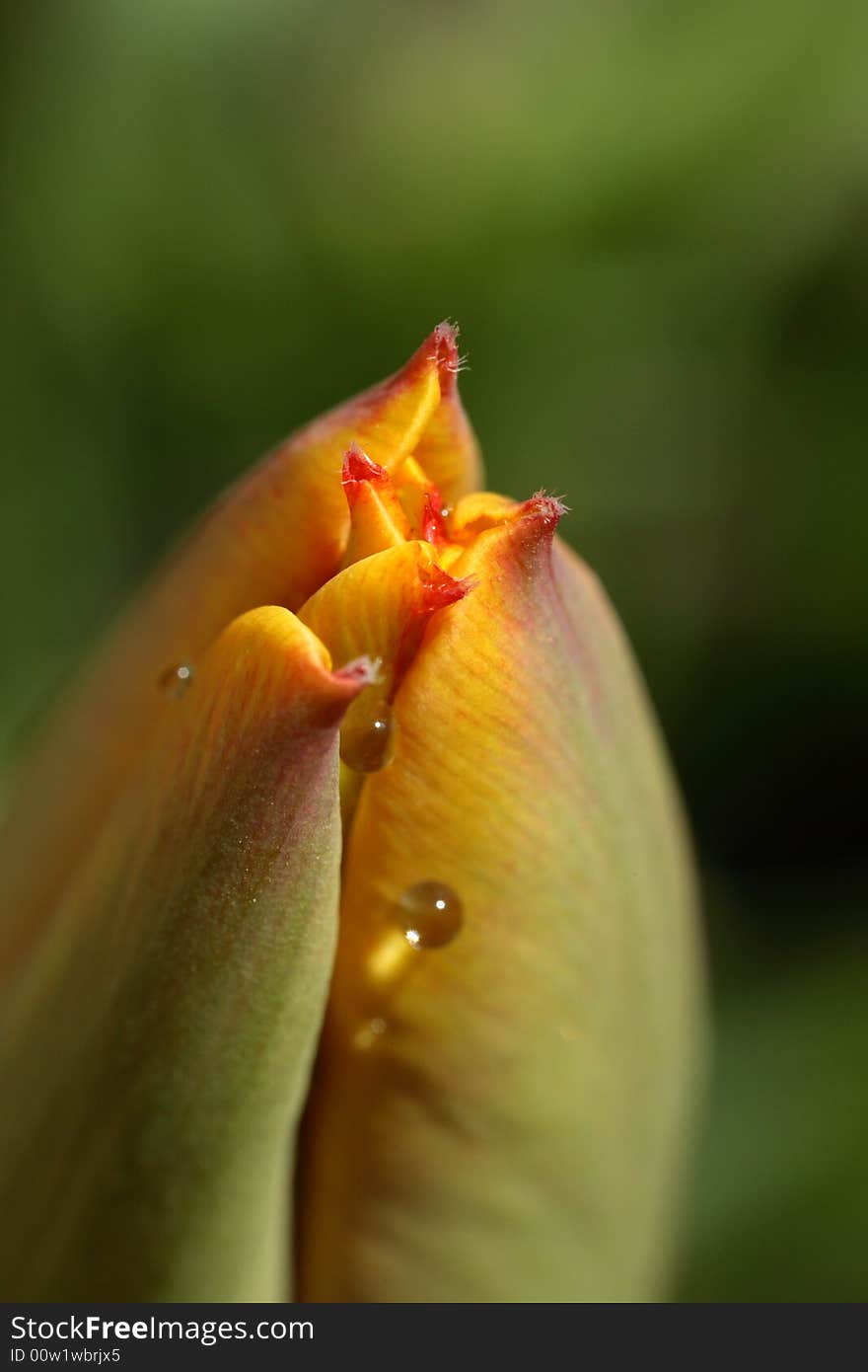 Close-up of Tulip with water drops