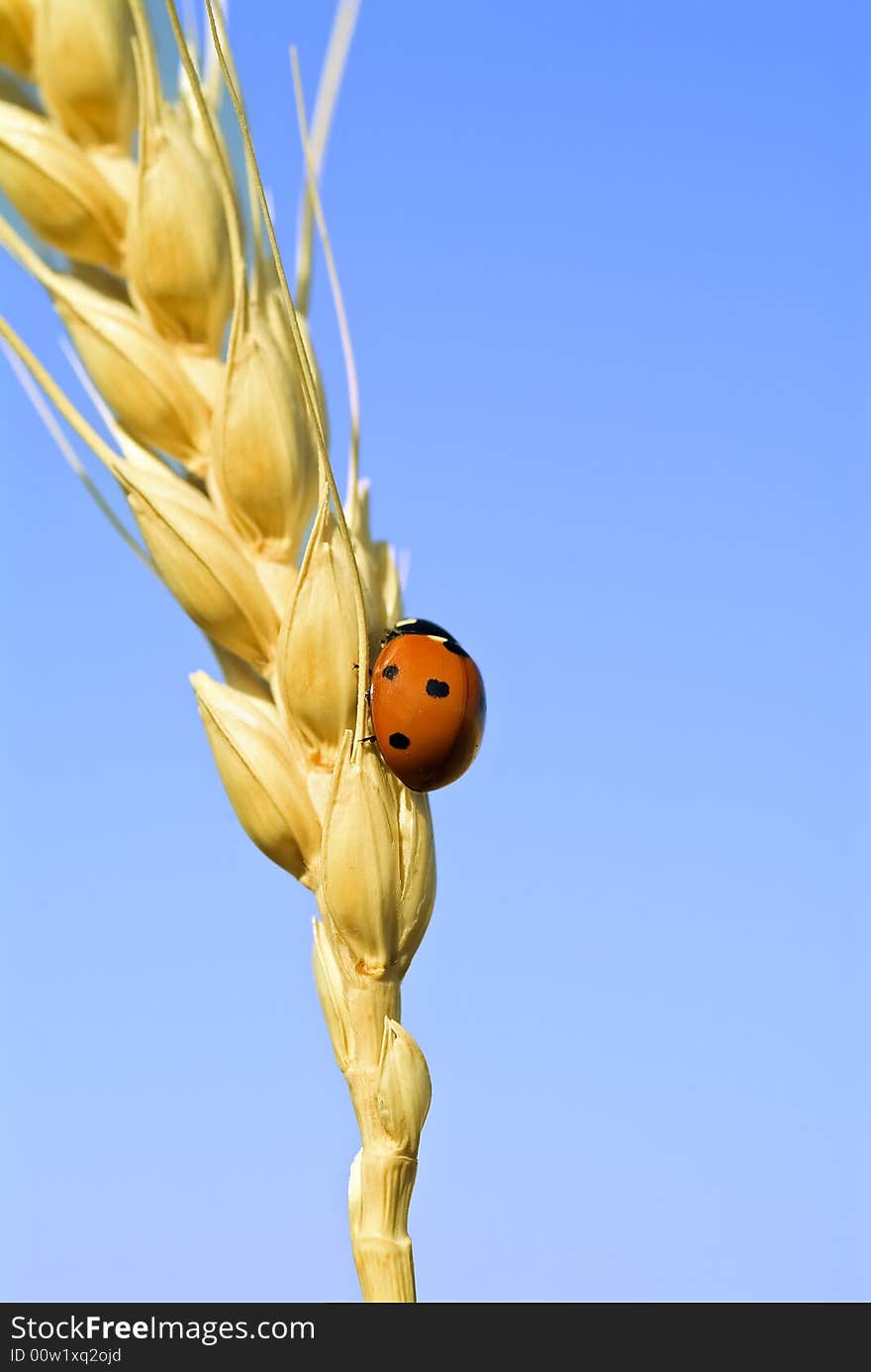 Lady bag on wheat steam against blue sky. Lady bag on wheat steam against blue sky