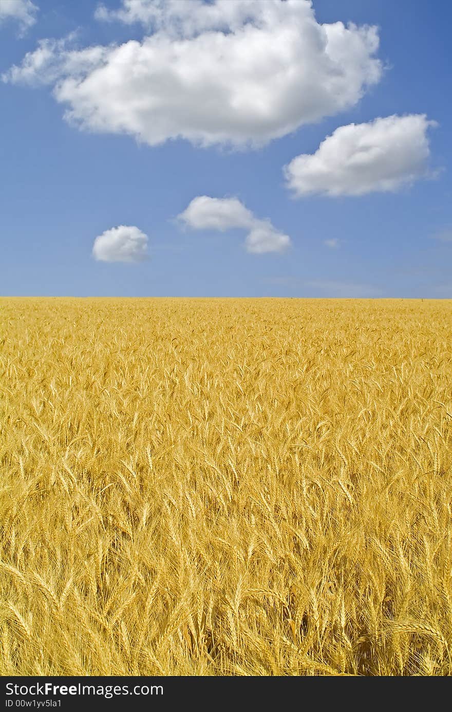 Ripe wheat field and cloudy blue sky