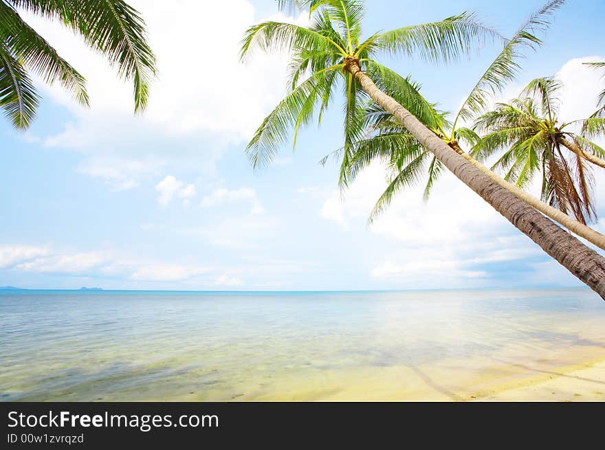 View of nice tropical empty sandy beach with some palm. View of nice tropical empty sandy beach with some palm