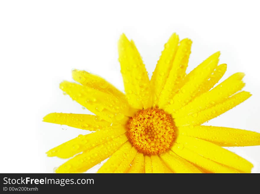 Part of yellow daisy isolated on white. Part of yellow daisy isolated on white