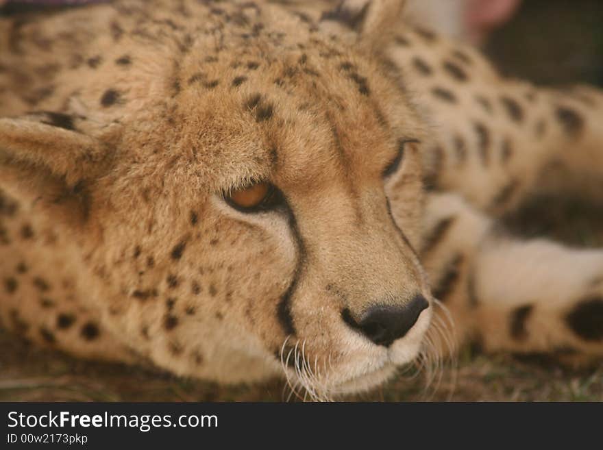 Cheetah face