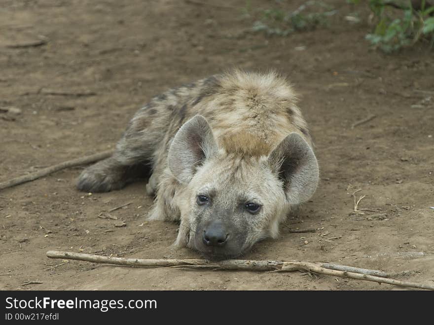 Young Hyena