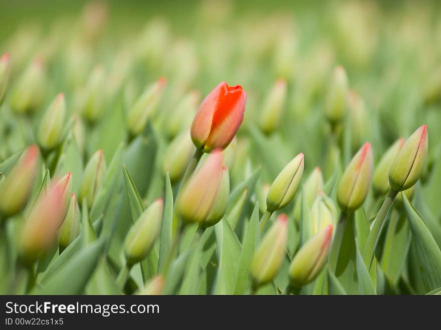 Red tulip on green background