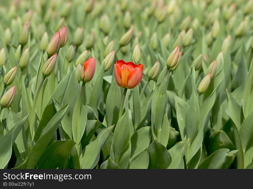 Red tulip on green background