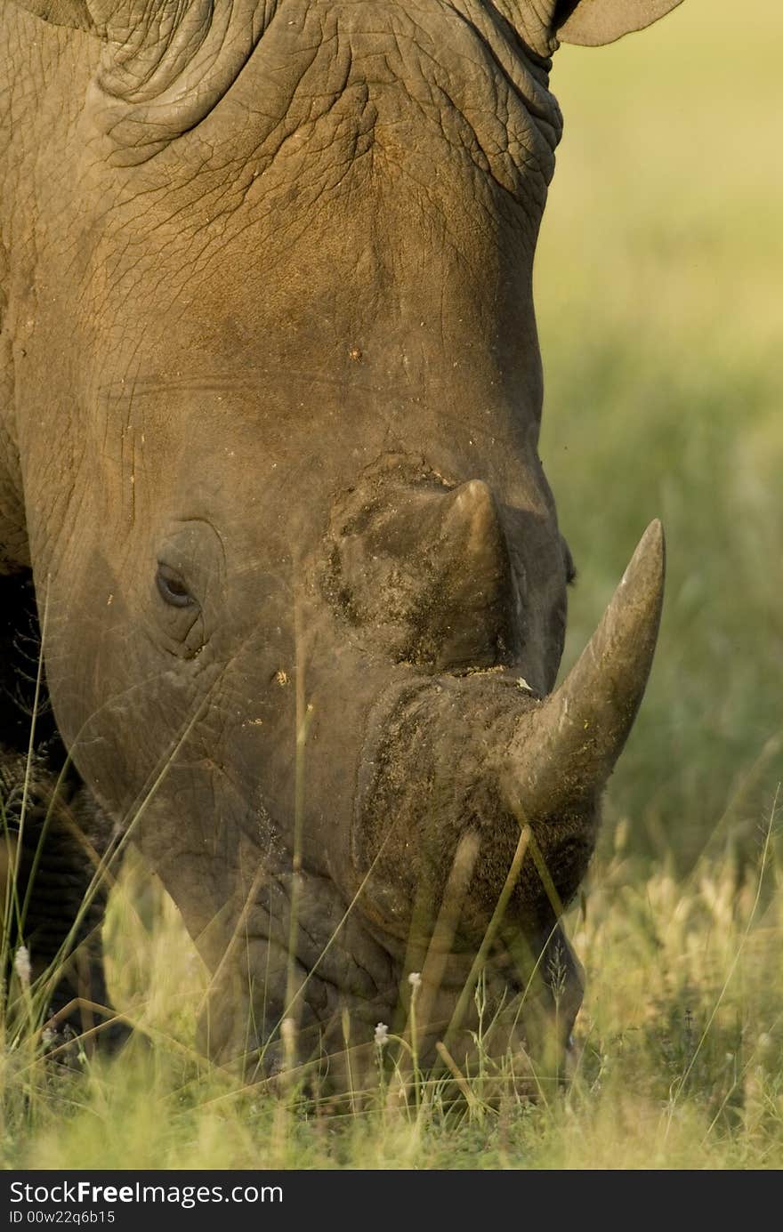 White rhino having a dinner - South Africa