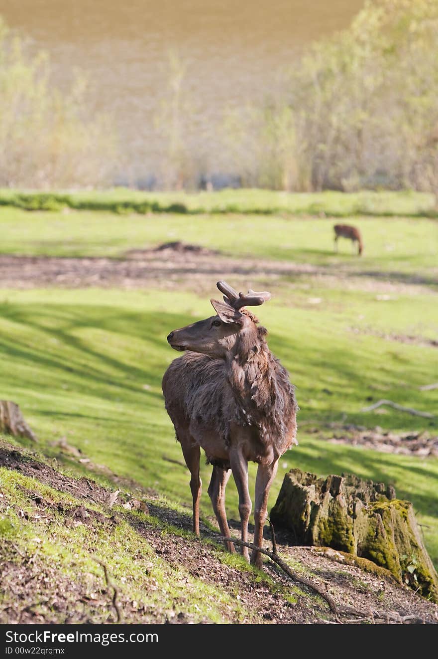 Image of a brood buck during the molting period.Shot with Canon 70-200mm f/2.8L IS USM