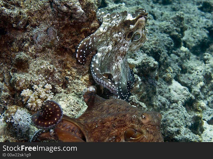 Reef octopus (octopus cyaneus) taken in Middle Garden.