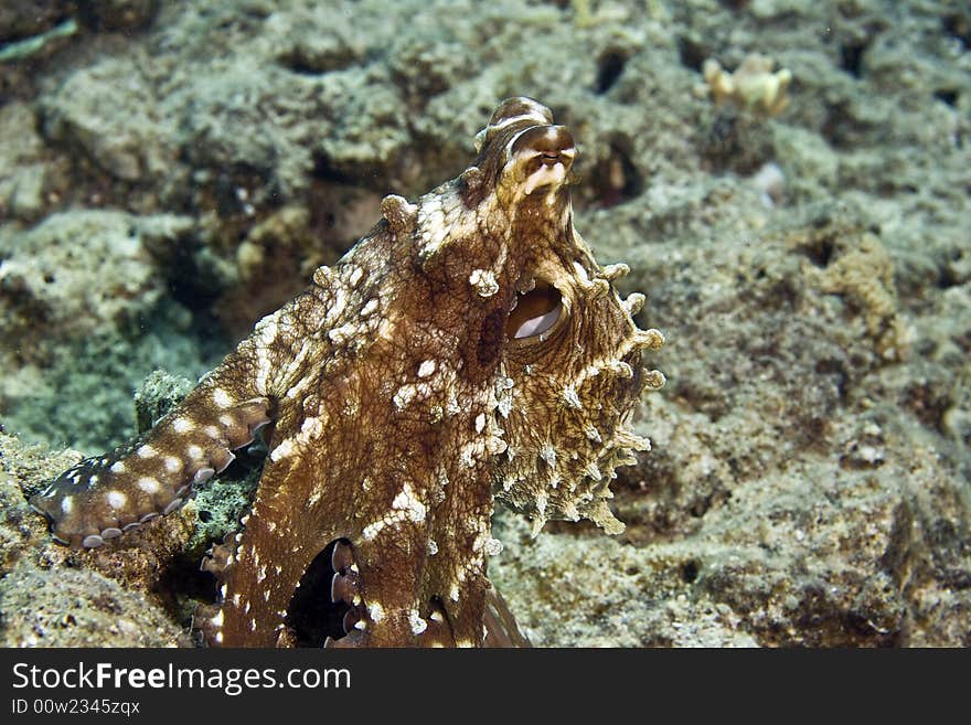 Reef octopus (octopus cyaneus)