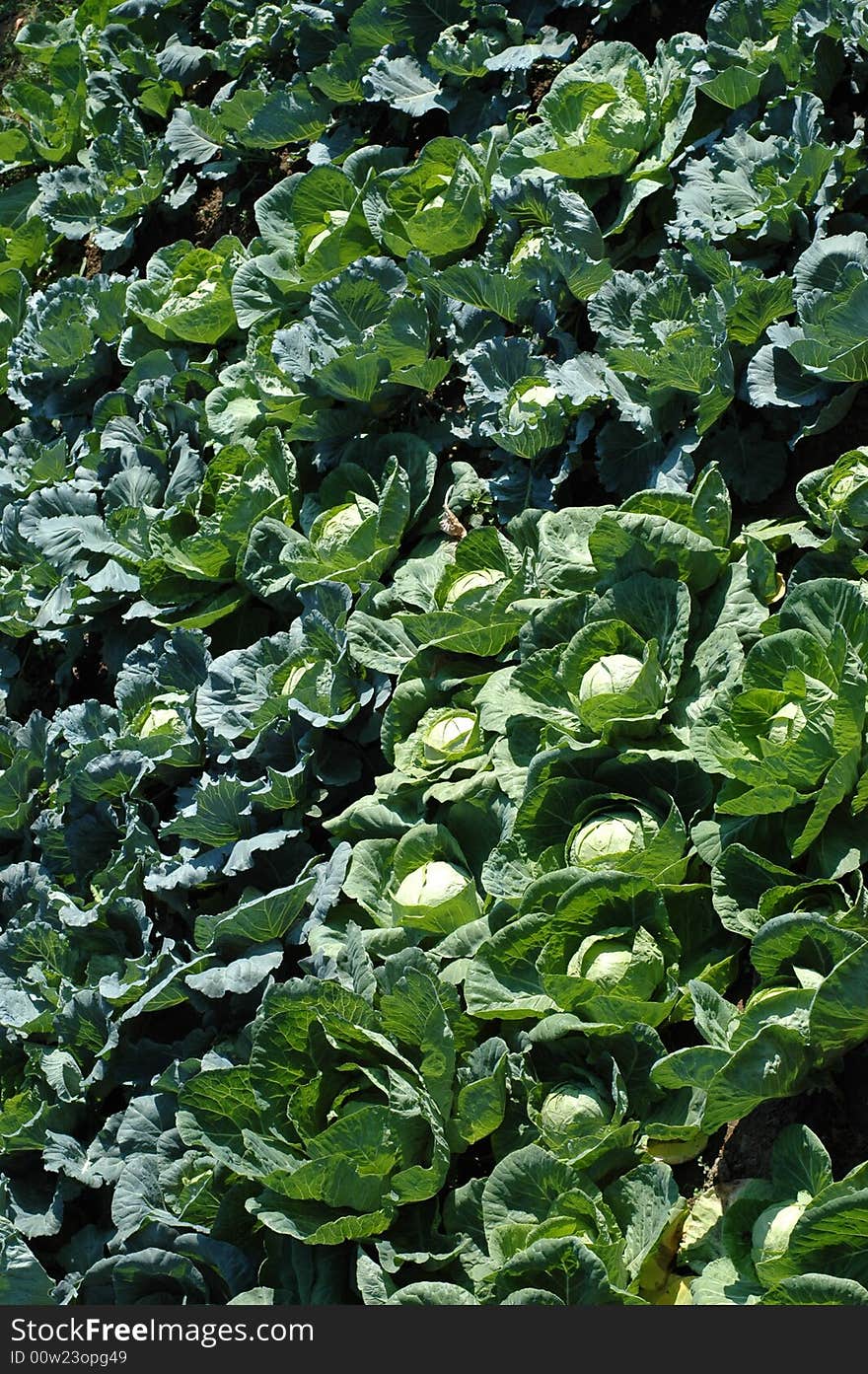 Green cabbage field , organic agriculture