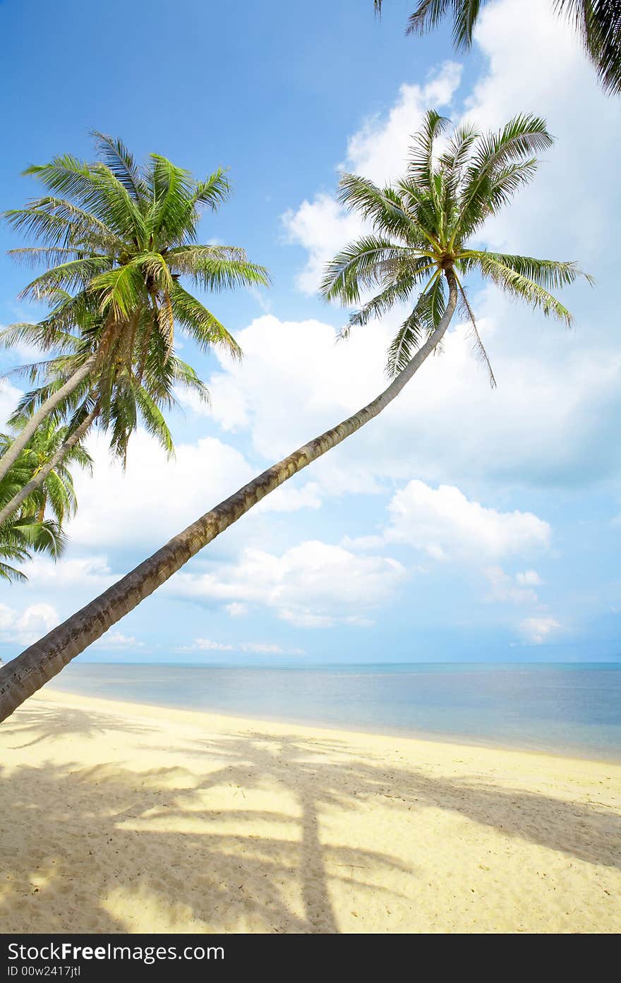 View of nice tropical empty sandy beach with some palm. View of nice tropical empty sandy beach with some palm