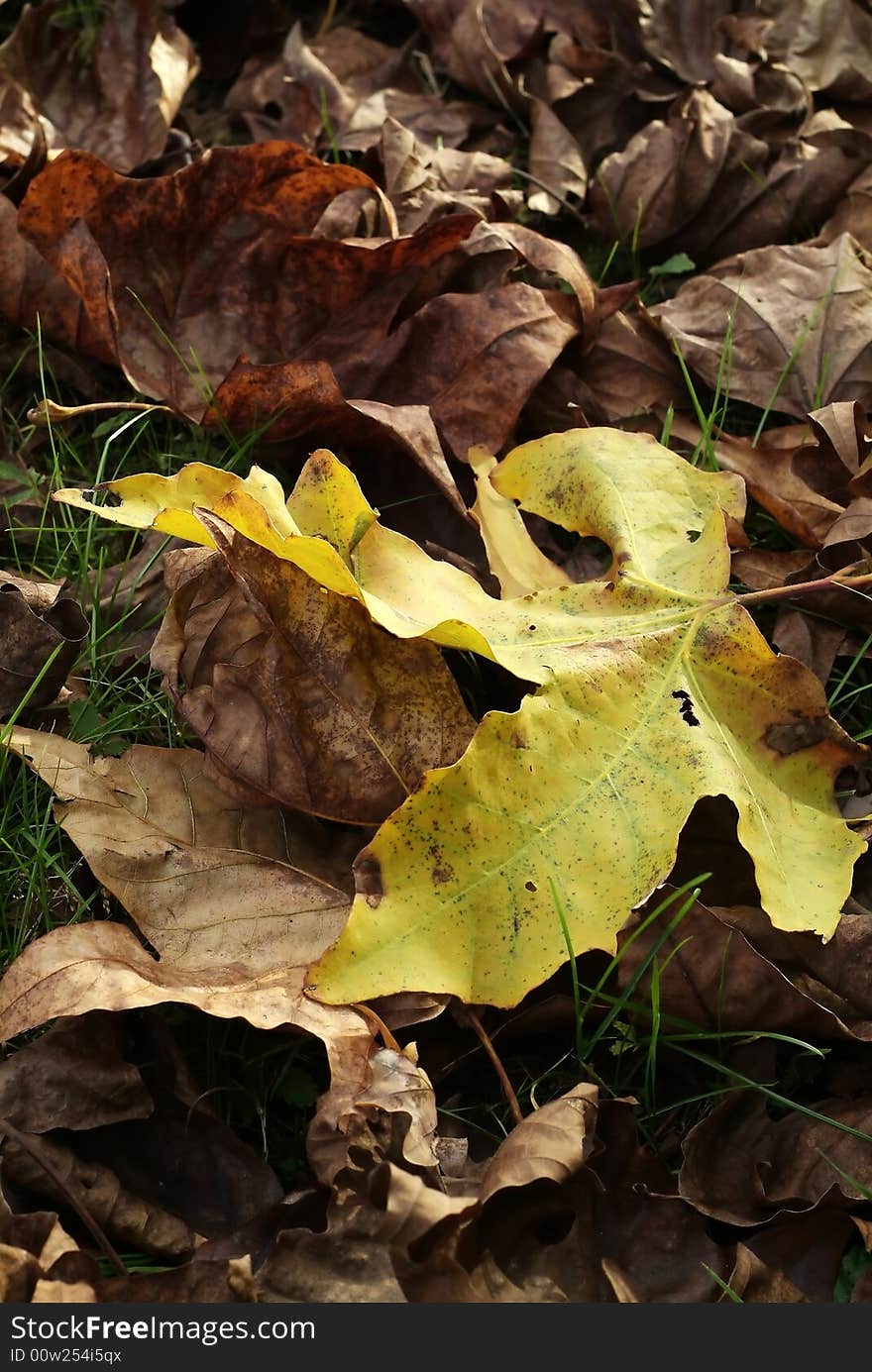 Yellow leaf on a carpet of red one as symbol of autumn. Yellow leaf on a carpet of red one as symbol of autumn