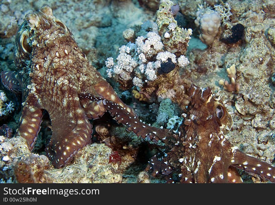 Reef octopus (octopus cyaneus) taken in Middle Garden while mating. Reef octopus (octopus cyaneus) taken in Middle Garden while mating.