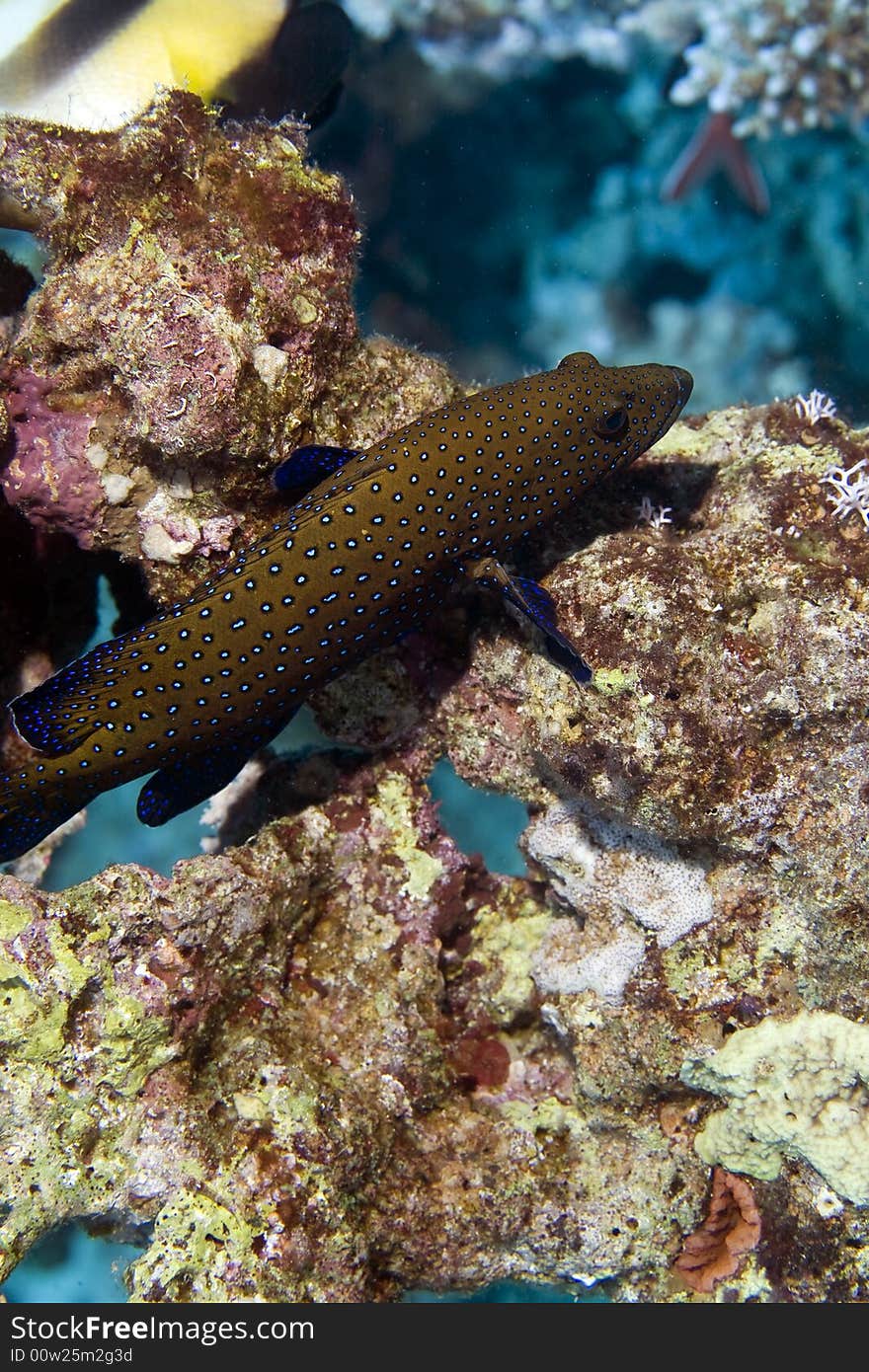 Peacock grouper (cephalopholis argus) taken in the Red Sea.