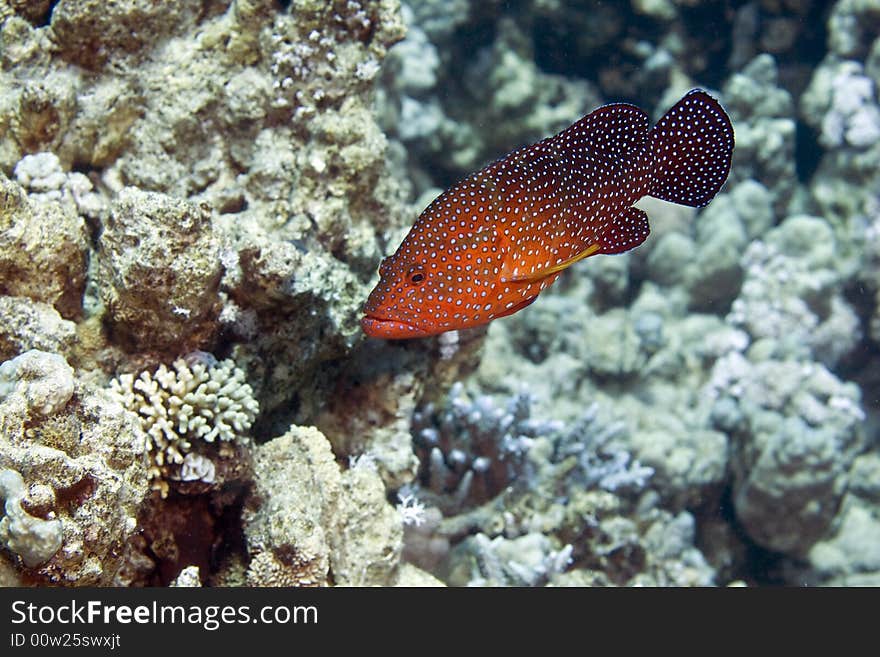 Coral hind (cephalopholis miniata)taken in the Red Sea.