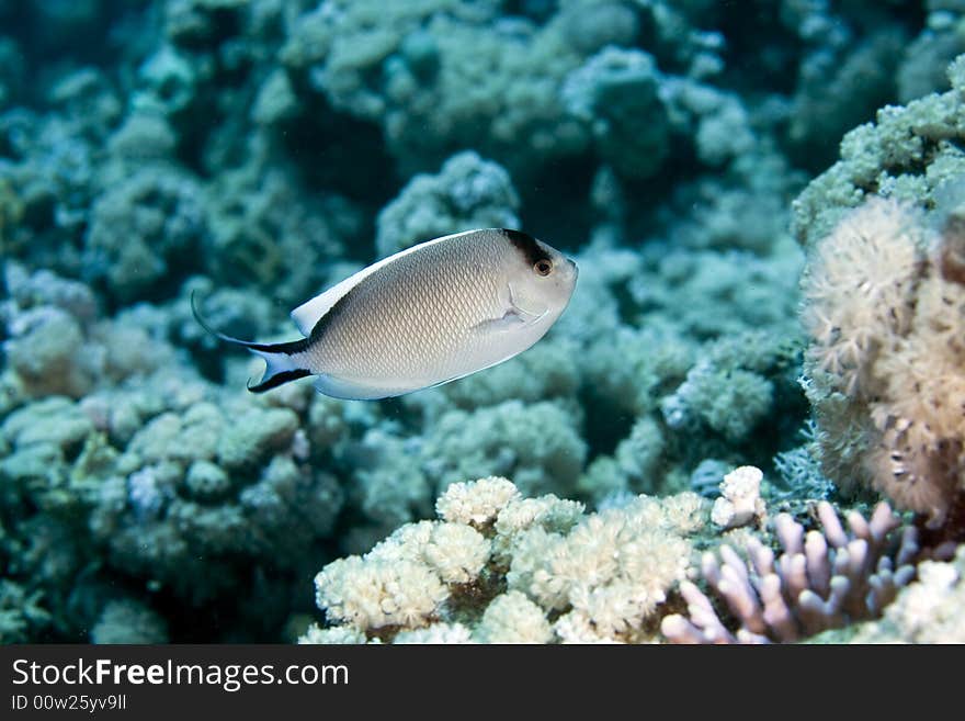 Zebra angelfish fem. (genicanthus caudovittattus) taken in the Red Sea.