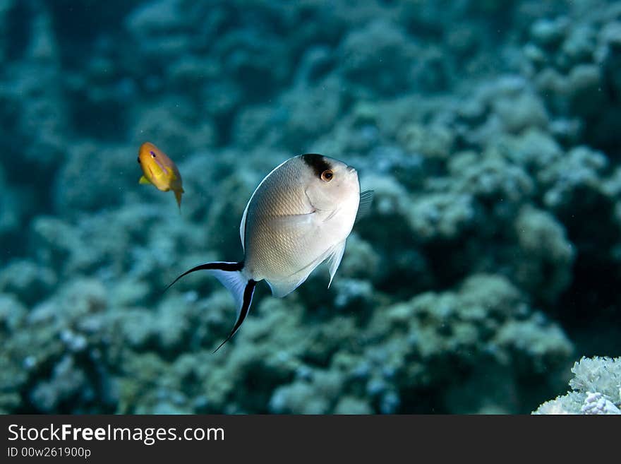 Zebra angelfish fem. (genicanthus caudovittattus) taken in the Red Sea.