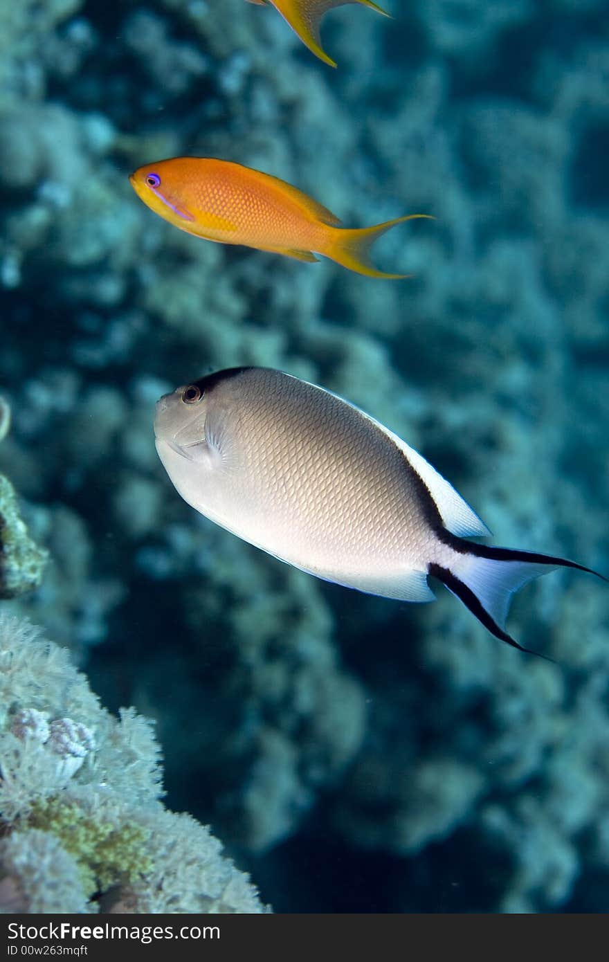 Zebra angelfish fem. (genicanthus caudovittattus)