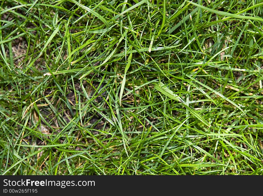 Green grass background