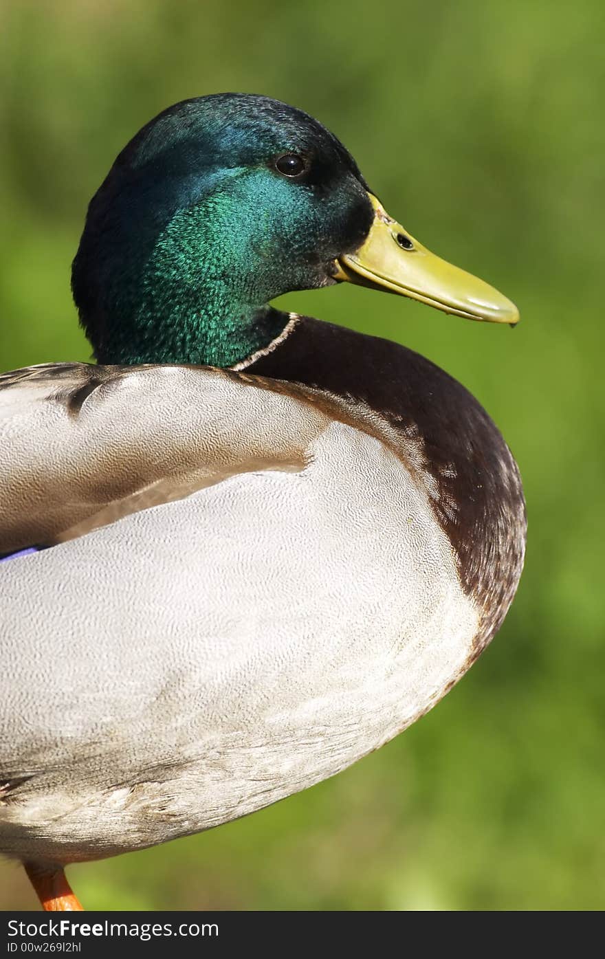 Male mallard duck (Anas platyrhynchos) on green