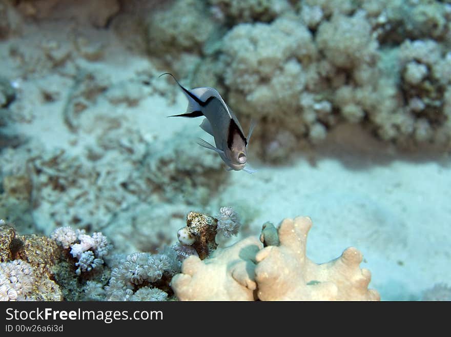 Zebra Angelfish Fem. (genicanthus Caudovittattus)