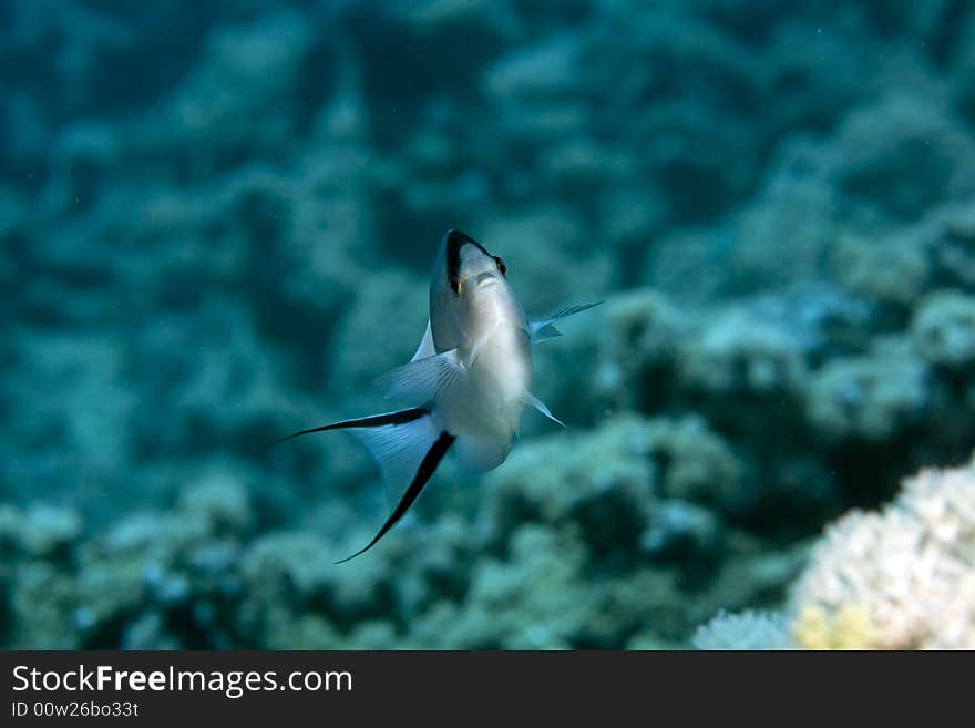 Zebra angelfish fem. (genicanthus caudovittattus) taken in the Red Sea.