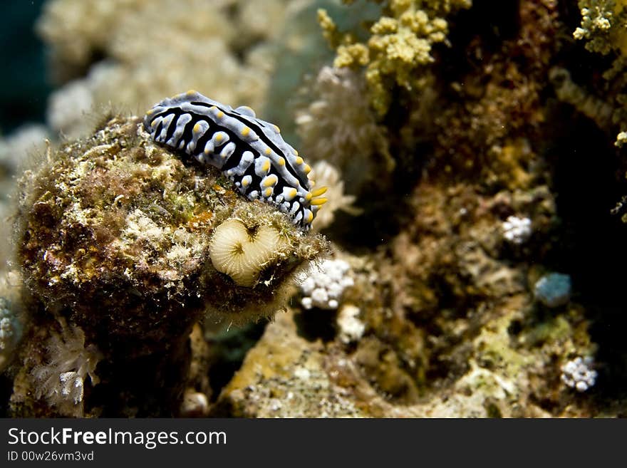 Varicose wart slug (phyllidia varicosa) taken in the Red Sea.