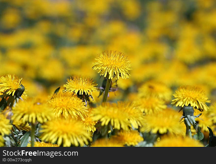 A meadow of yellow dandelions