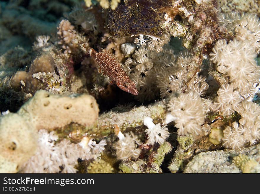 Mental wrasse (oxycheilinus mentalis) taken in the Red Sea.