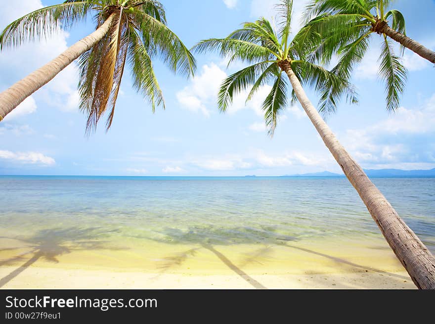 View of nice tropical empty sandy beach with some palm. View of nice tropical empty sandy beach with some palm