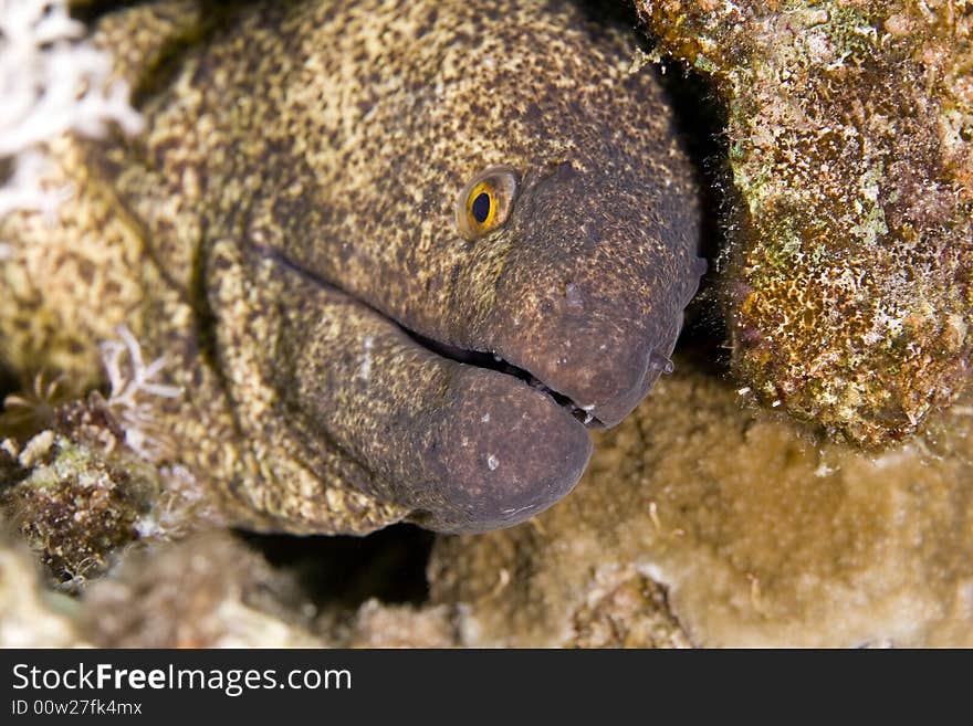 Yellowmargin moray (gymnothorax flavimarginattus)
 taken in the Red Sea.