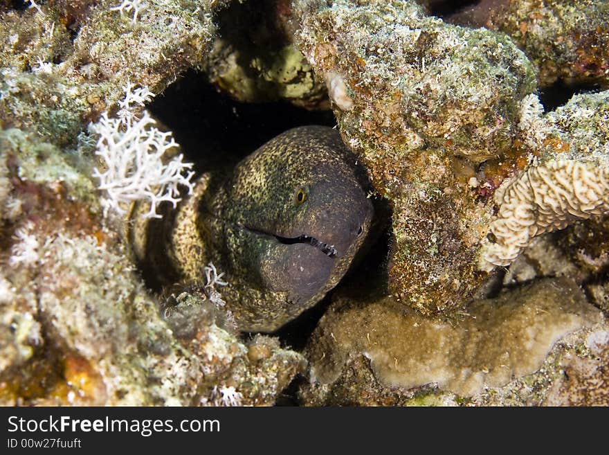 Yellowmargin moray (gymnothorax flavimarginattus)
 taken in the Red Sea.