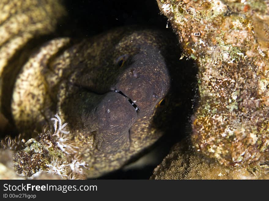 Yellowmargin moray (gymnothorax flavimarginattus)
 taken in the Red Sea.