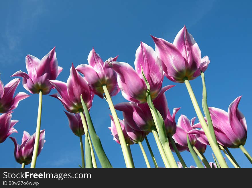 White and purple tulips on a sunny day