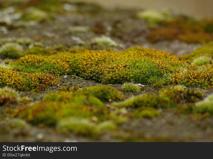 Moss growing on an old castle wall. Moss growing on an old castle wall