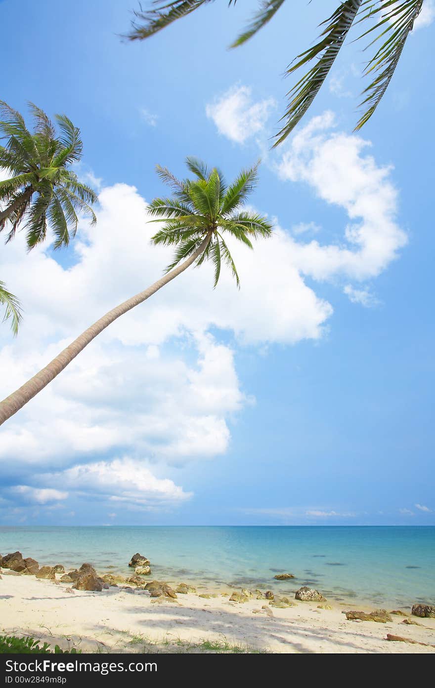 View of nice tropical empty sandy beach with some palm. View of nice tropical empty sandy beach with some palm