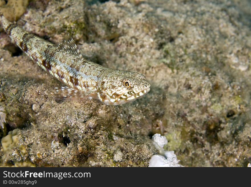 Reef lizardfish (synodus variegatus) taken in the Red Sea.