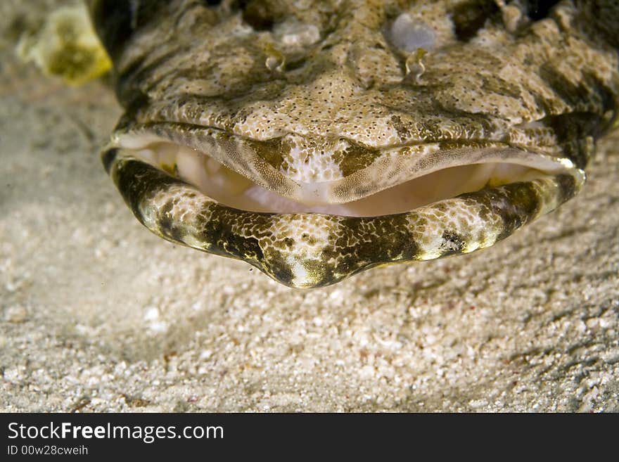 Indean ocean crocodilefish (papilloculiceps longiceps) taken in the Red Sea.