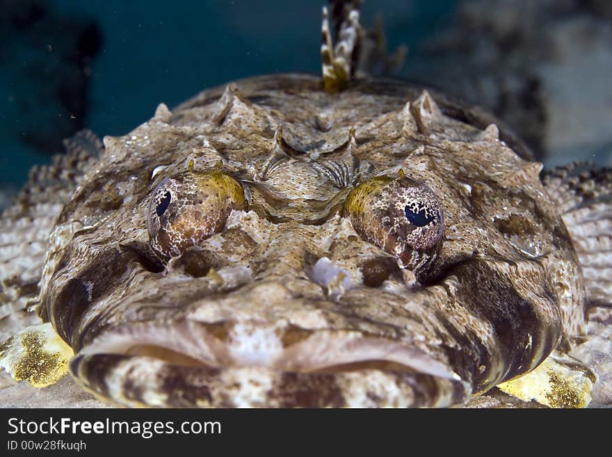 Indean ocean crocodilefish (papilloculiceps longiceps) taken in the Red Sea.