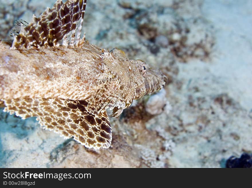 Indean ocean crocodilefish (papilloculiceps longiceps) taken in the Red Sea.