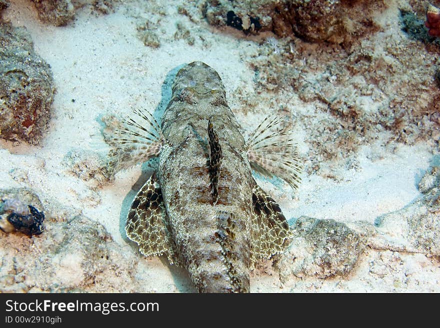 Indean ocean crocodilefish (papilloculiceps longiceps) taken in the Red Sea.