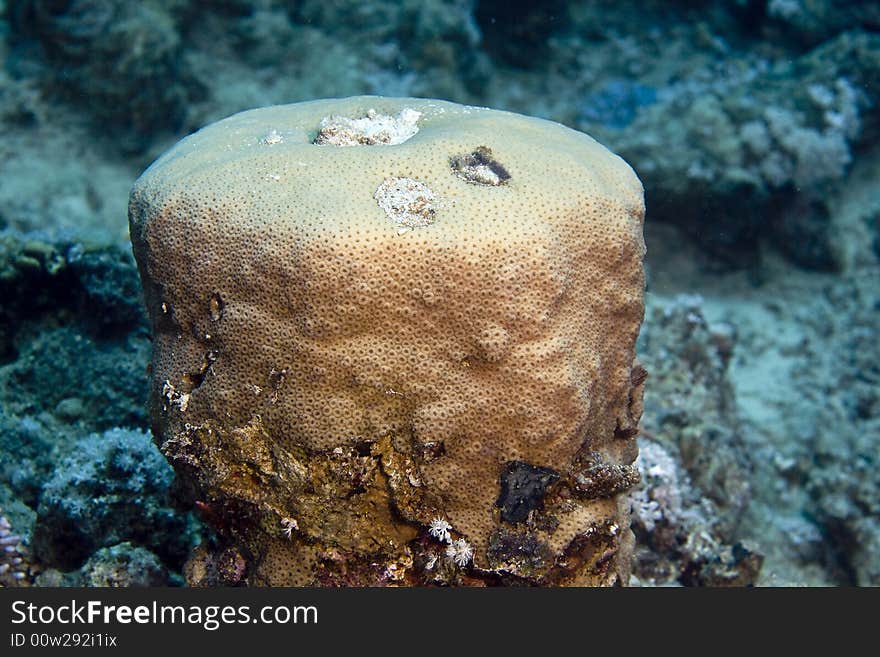 Favia stelligera taken in the Red Sea.