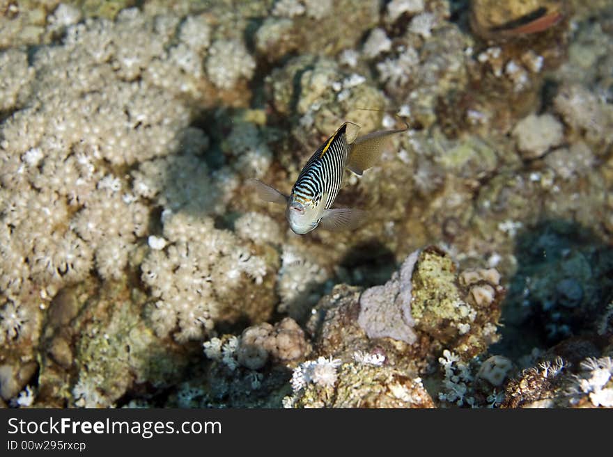 Zebra angelfish fem. (genicanthus caudovittattus) taken in the Red Sea.