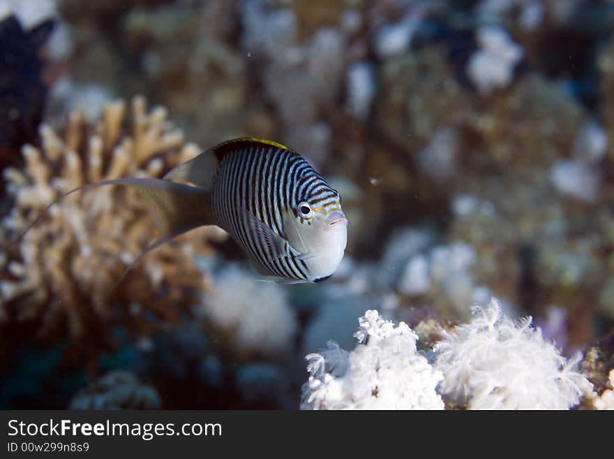 Zebra angelfish fem. (genicanthus caudovittattus) taken in the Red Sea.