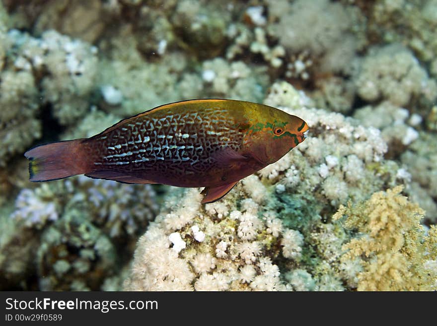 Dusky parrotfish (scarus niger) taken in the Red Sea.