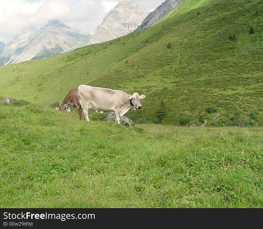 Swiss Mountains Cow