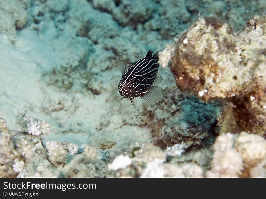 Sixstriped soapfish (grammistes sexlineatus) taken in the Red Sea.